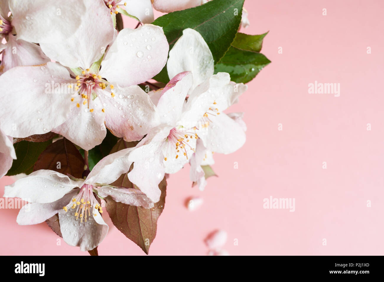 Close-up Ansicht von oben nass Pink apple Blumen im Glas Vase steht auf rosa Hintergrund. Stockfoto