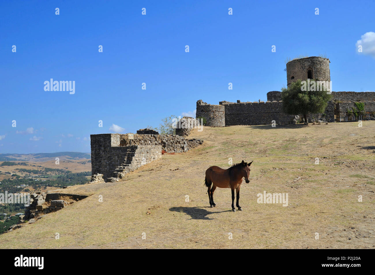 Einsame Pferd an das alte Fort in Jimena de la Frontera, Andalusien, Spanien Stockfoto