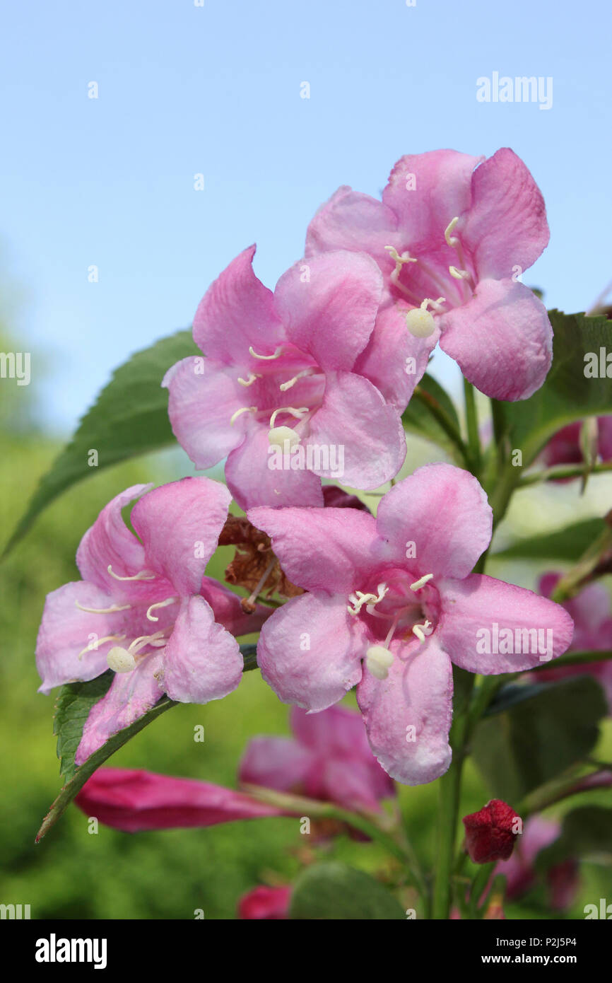 Rosa Weigela Blumen Stockfoto