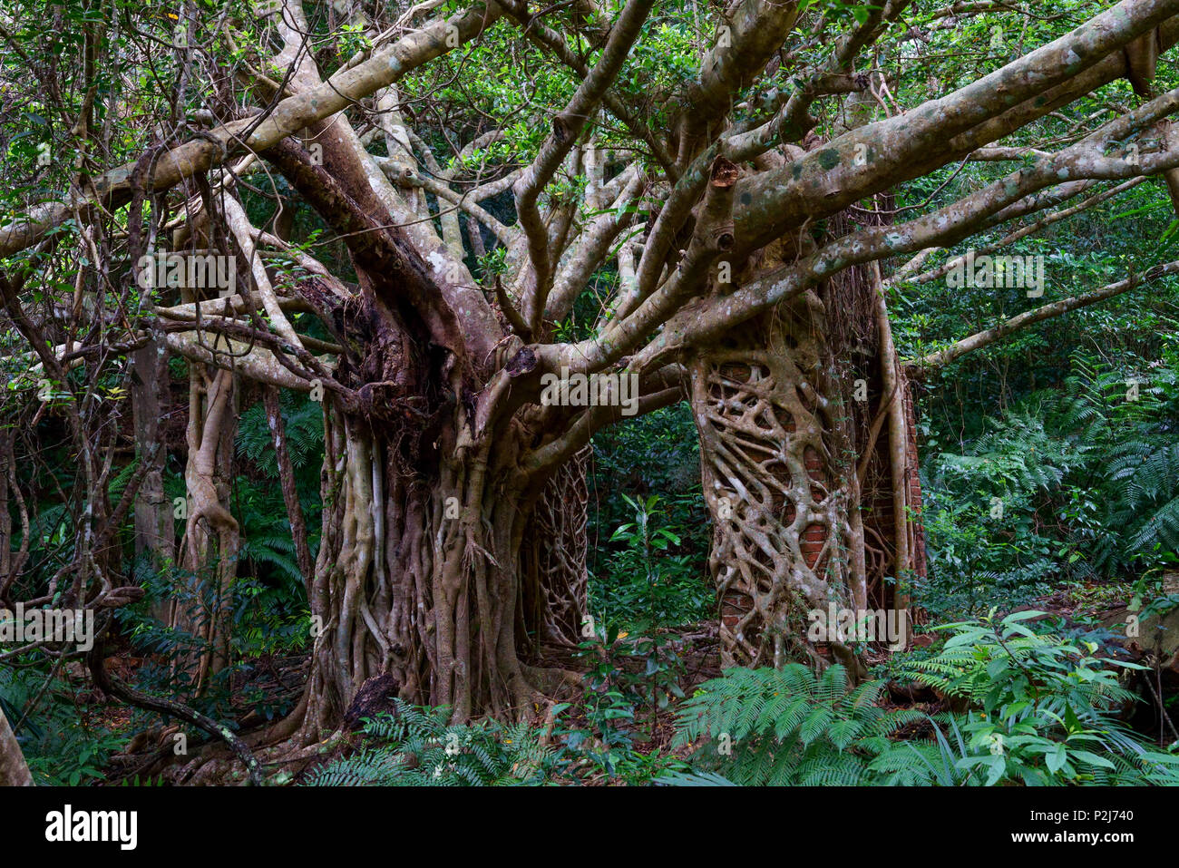 Ehemalige Utara Coal Mine, Präfektur Okinawa, Japan Stockfoto