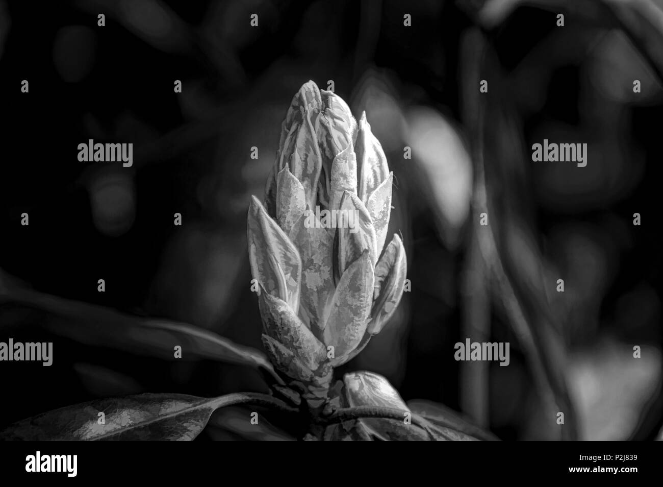 Schwarze und weiße digitale impasto Rhododendron Knospe vor einem natürlichen Hintergrund, mit einer geringen Tiefenschärfe. Stockfoto