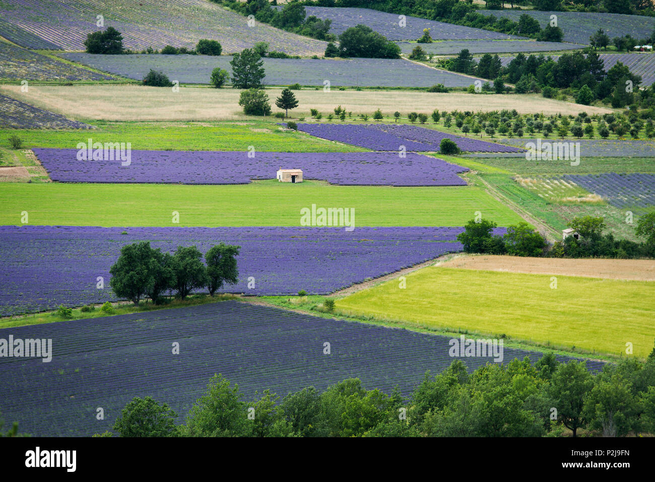 Lavendel Feldern, in der Nähe von Sault, Departement Vaucluse, Provence-Alpes-Cote d'Azur, Provence, Frankreich Stockfoto