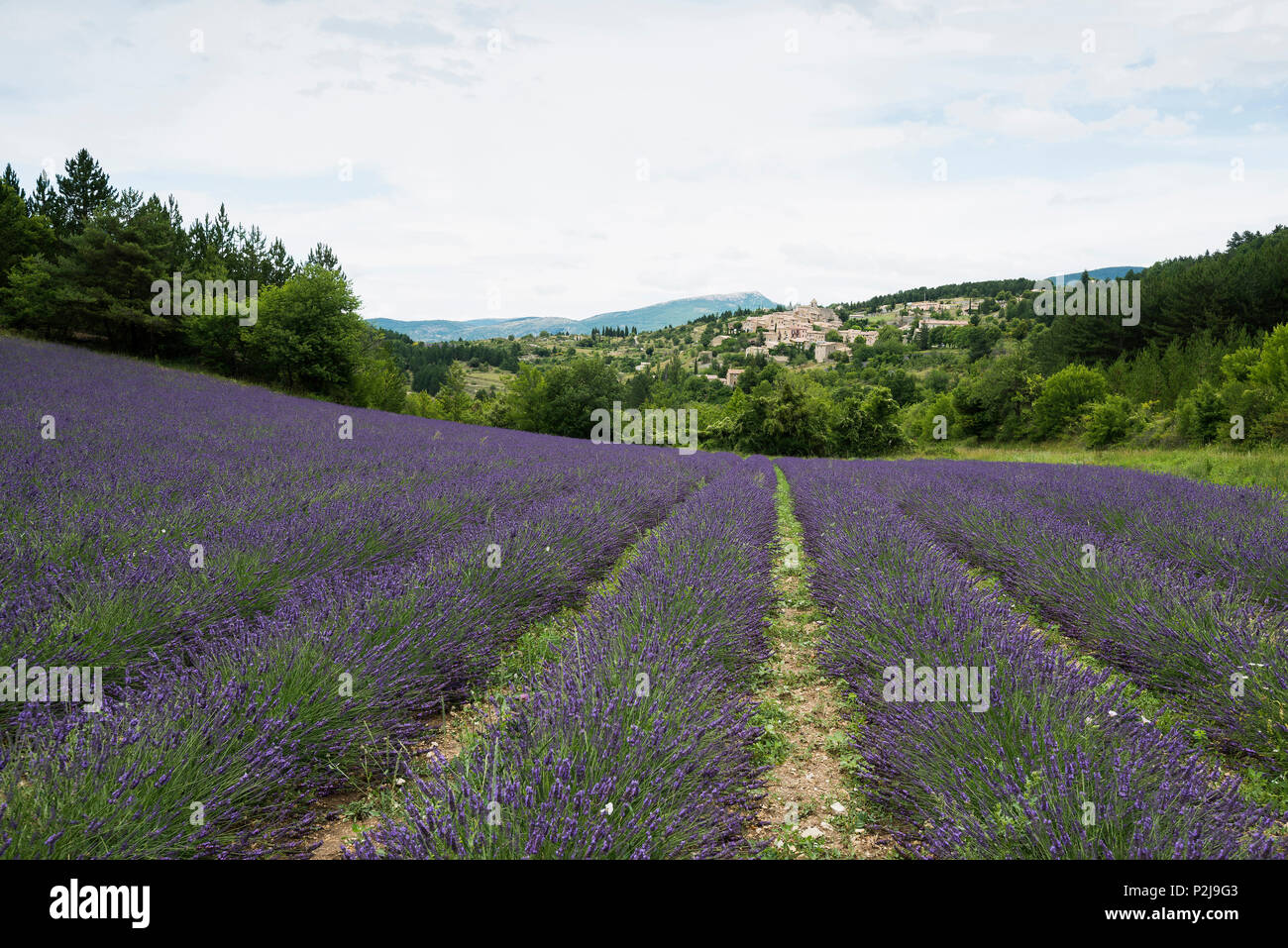 Lavendelfelder, Aurel in der Nähe von Sault, Departement Vaucluse, Provence-Alpes-Cote d'Azur, Provence, Frankreich Stockfoto