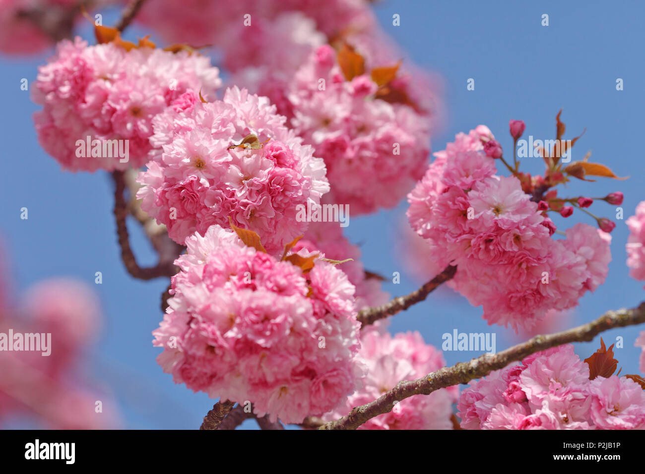 Cherry Blossom, Japanische Kirsche, Lat. Prunus serrulata, im Frühling, München, Oberbayern, Bayern, Deutschland, Europa Stockfoto