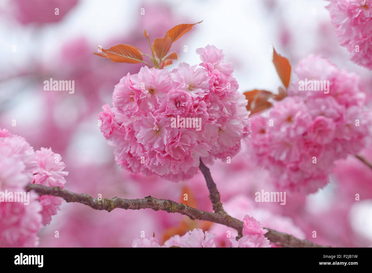 Cherry Blossom, Japanische Kirsche, Lat. Prunus serrulata, im Frühling, München, Oberbayern, Bayern, Deutschland, Europa Stockfoto