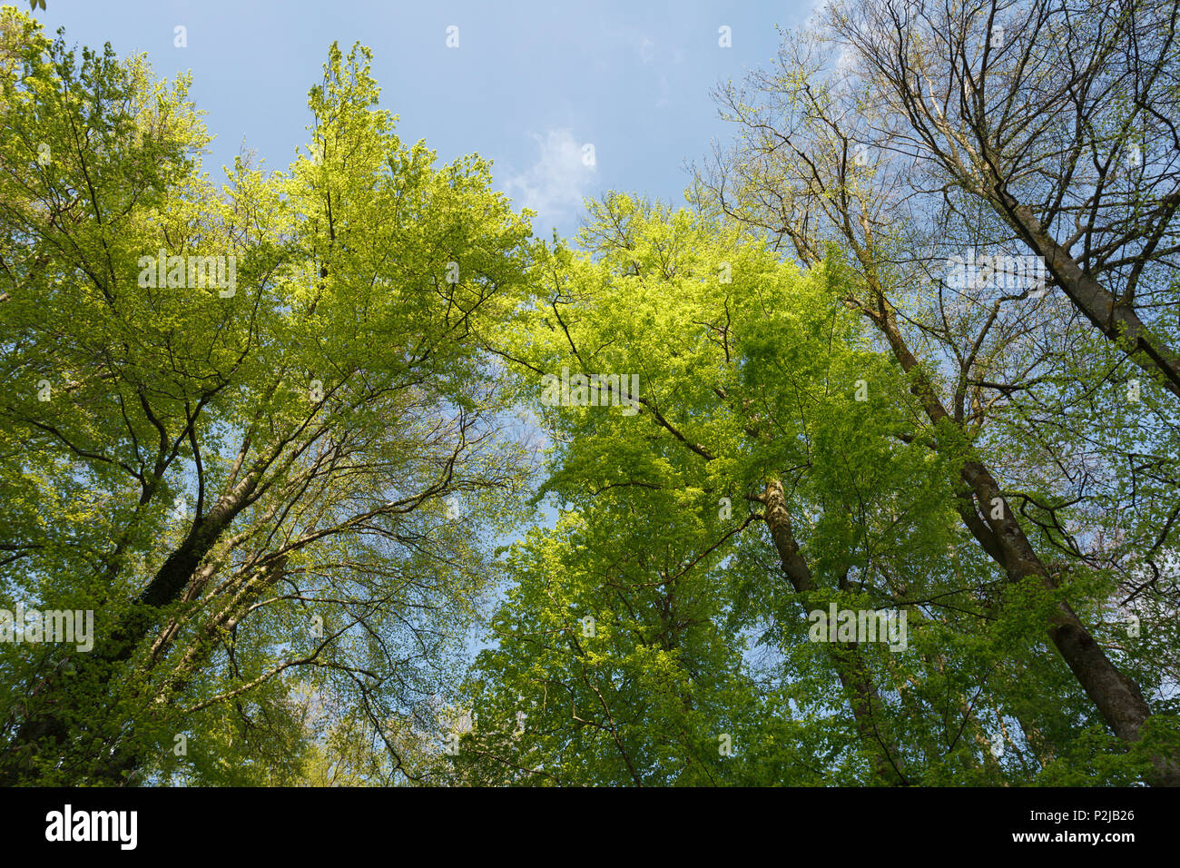 Europäischer Buchenwald, Buche, Lat. Fagus sylvatica, Frühling, Isartal, Pullach im Isartal, Oberbayern, Bayern, Deutschland, Eu Stockfoto