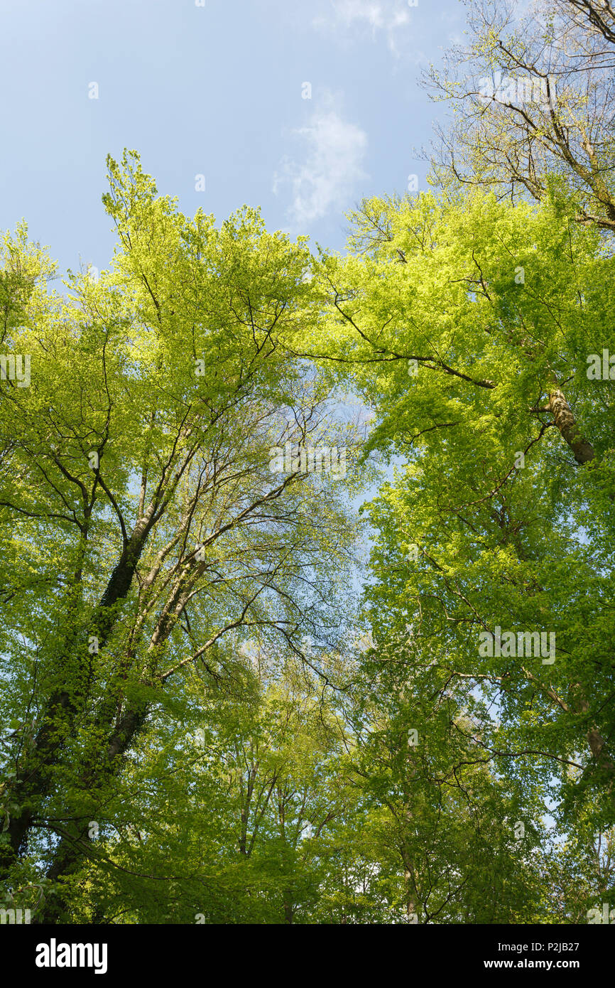 Europäischer Buchenwald, Buche, Lat. Fagus sylvatica, Frühling, Isartal, Pullach im Isartal, Oberbayern, Bayern, Deutschland, Eu Stockfoto