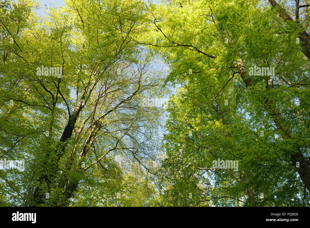Europäischer Buchenwald, Buche, Lat. Fagus sylvatica, Frühling, Isartal, Pullach im Isartal, Oberbayern, Bayern, Deutschland, Eu Stockfoto