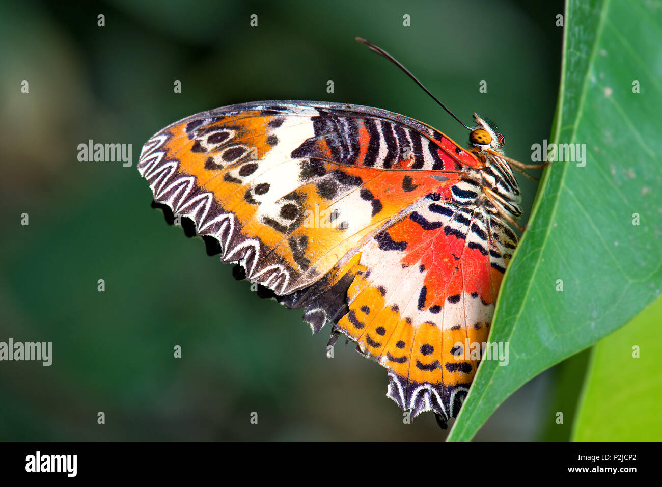 Leopard Florfliege - Cethosia cyane, schöne orange und rot Schmetterling der Ostasiatischen Wälder. Stockfoto