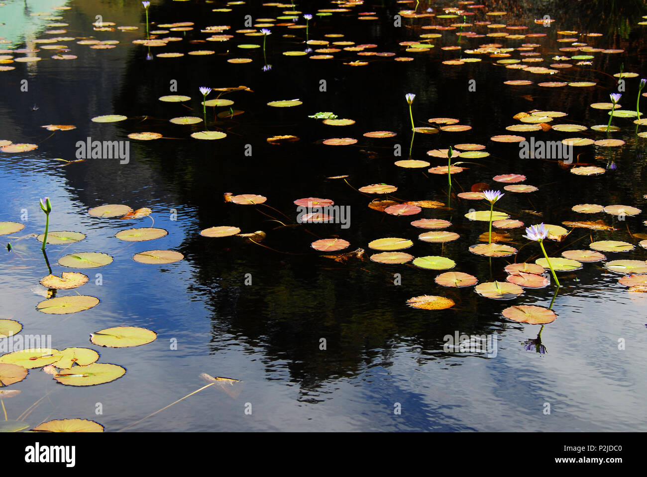 Lilly Pads und Blumen, die scheinen zu schweben im Raum. . . Einen schönen Hintergrund erstellen. In der Nähe von Kapstadt fotografiert. Stockfoto