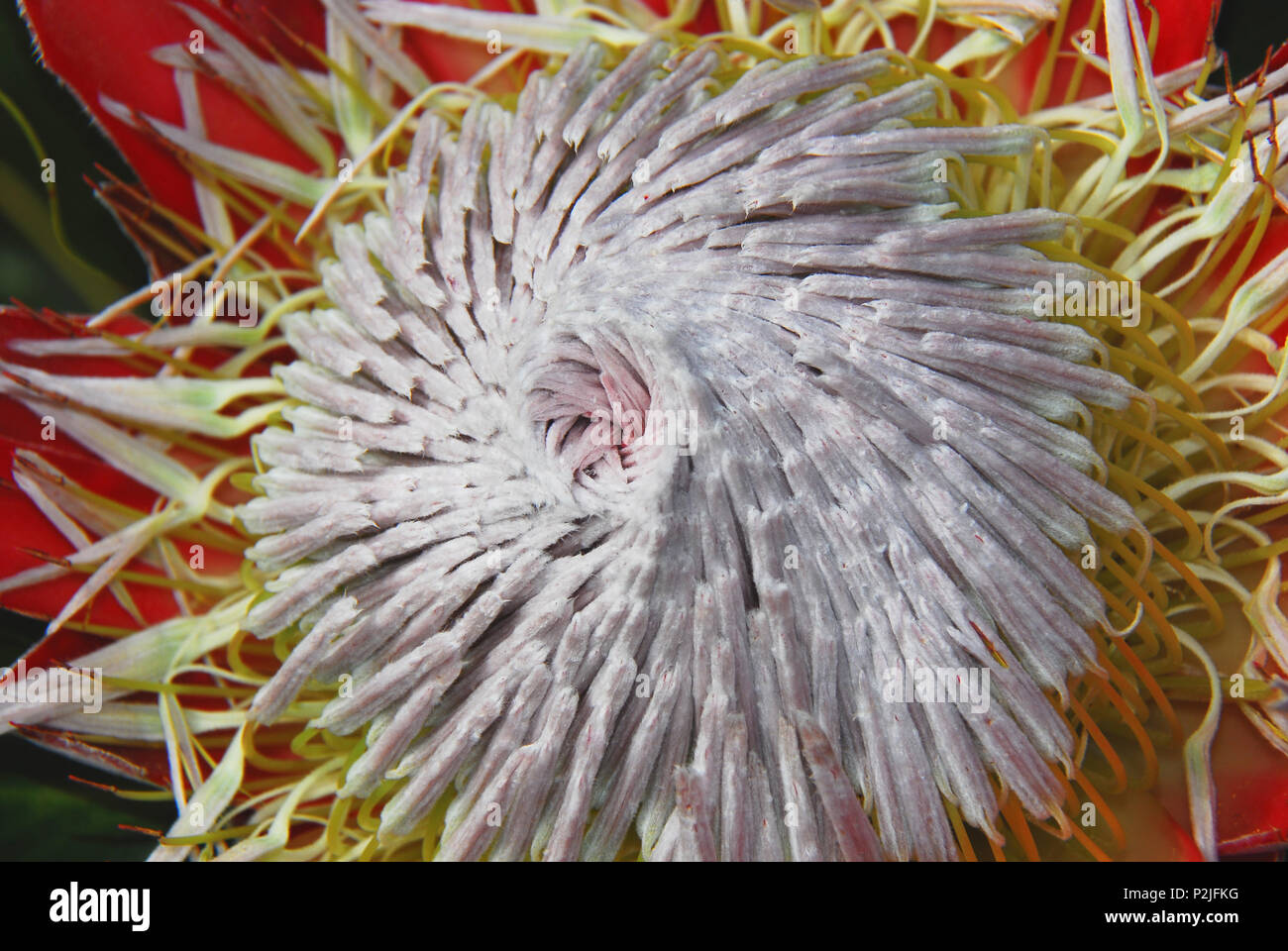 Geometrie in der Natur. Ein Makro der ineinander verwobenen Schichten der Staubgefäße und Blütenblätter der seltenen Königsprotea in Südafrika. Stockfoto