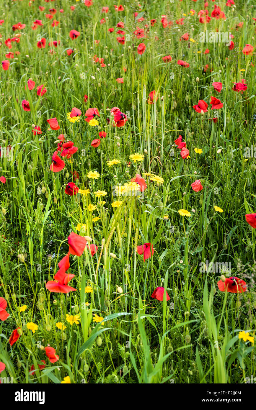 Farbenfrohe Mohn Papaver rhoeas und Mais Glebionis segetum Ringelblumen wachsen in einem Feld an der Ackerflächen Projekt auf West Pentire in Newquay in Co Stockfoto