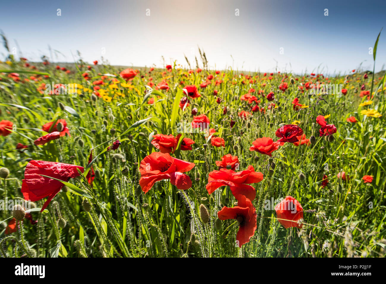 Mohn Papaver rhoeas wachsen in einem Feld an der Ackerflächen Projekt auf West Pentire in Newquay in Cornwall. Stockfoto