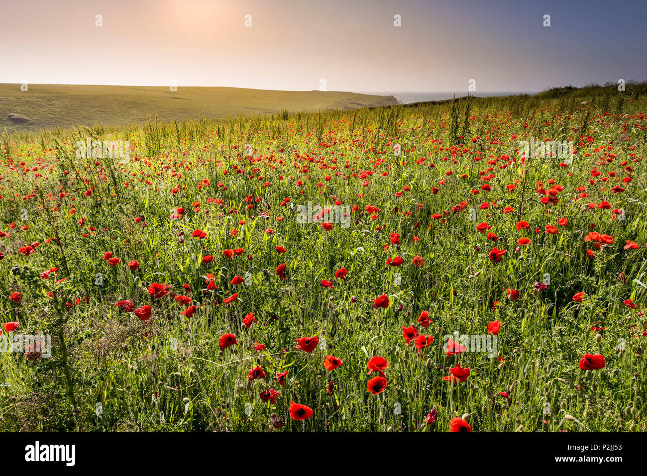 Mohn Papaver rhoeas wachsen in einem Feld an der Ackerflächen Projekt auf West Pentire in Newquay in Cornwall. Stockfoto