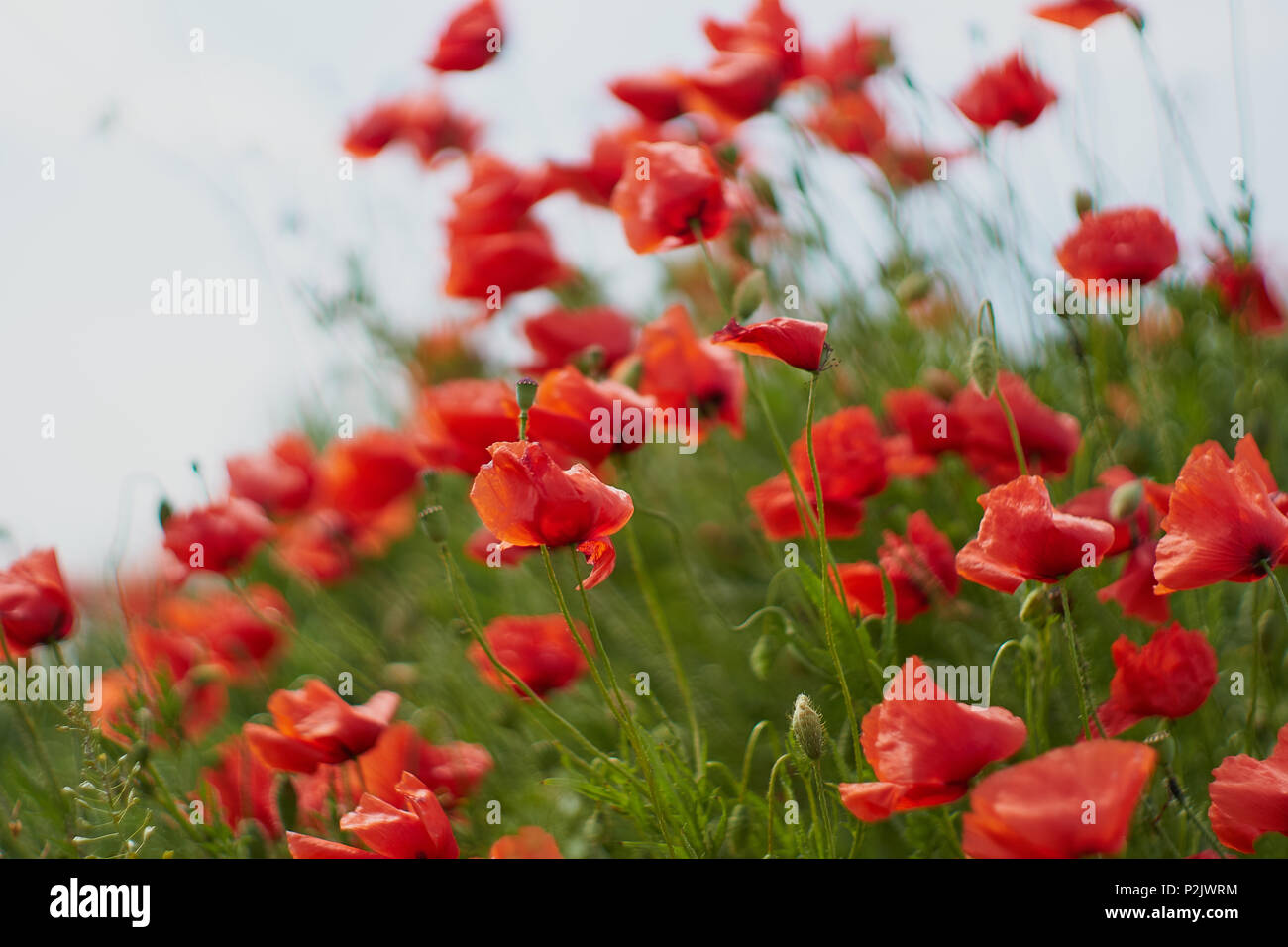 Roter Mohn Blumen. Mohn Blumen und blauer Himmel in der Nähe von München Bayern Deutschland Stockfoto