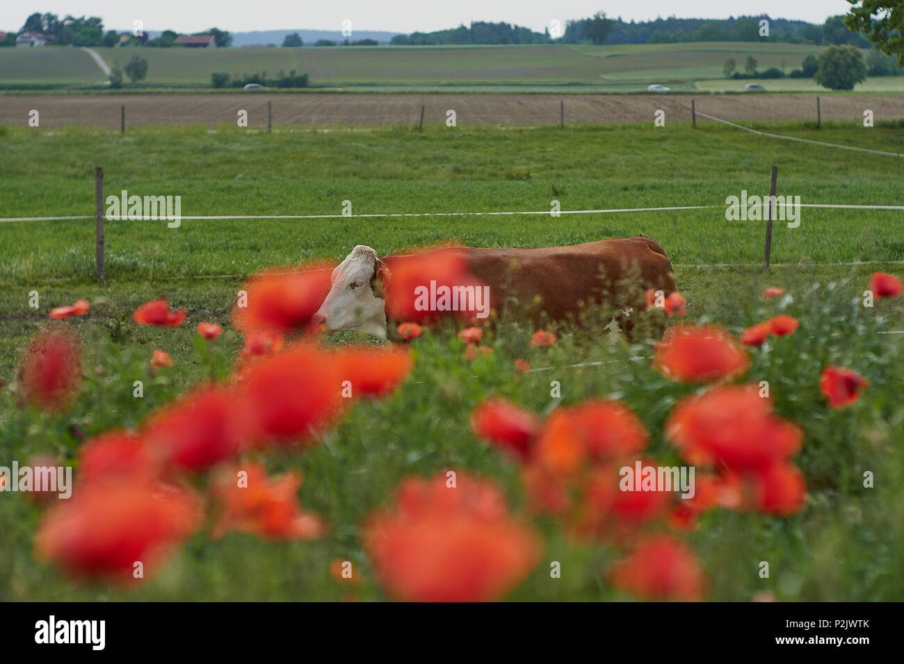 Kuh auf einem Bauernhof mit roter Mohn Blumen. Mohn Blumen und blauer Himmel in der Nähe von München Bayern Deutschland Stockfoto