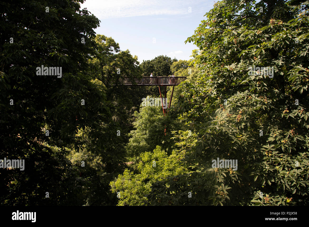 Treetop Walkway an den Kew Gardens in London, Vereinigtes Königreich. Die Royal Botanic Gardens, Kew, in der Regel wird es einfach als Kew Gardens, 121 Hektar botanischen Gärten und Gewächshäuser zwischen Richmond und Kew im Südwesten Londons. Es ist eine international bedeutende botanische Forschung und Bildung Institution mit 700 Mitarbeitern, rund 2 Millionen Besucher pro Jahr. Seine lebendigen Sammlungen umfassen mehr als 30.000 verschiedene Arten von Pflanzen. Stockfoto