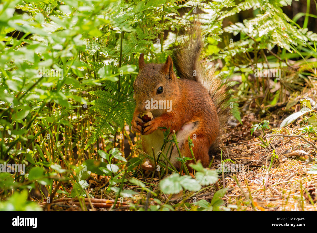 Eichhörnchen im Park jagen die Muttern und unter den Blumen Essen Stockfoto