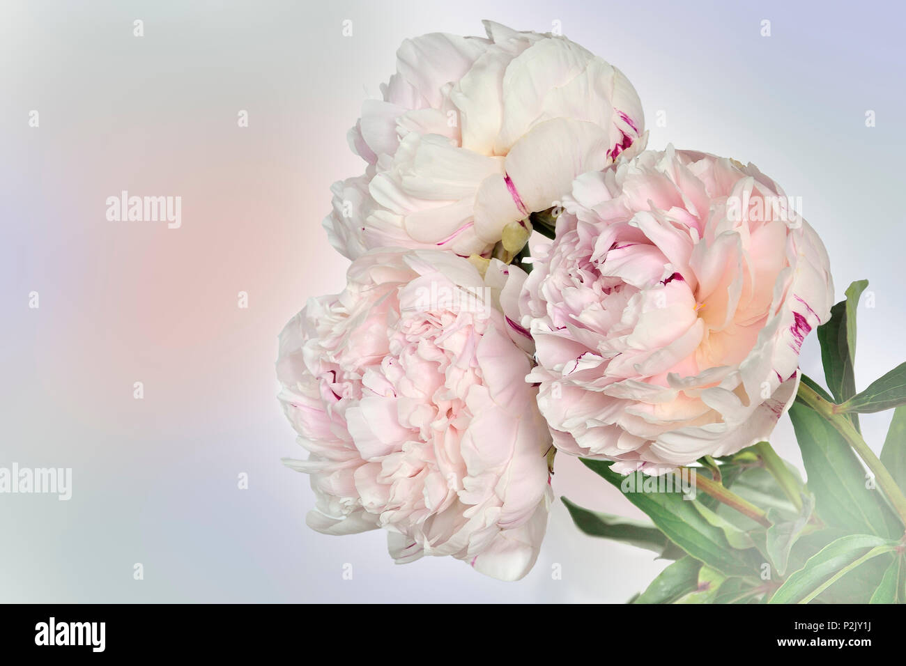 Schönen Blumenstrauß von sanften weiß-rosa Pfingstrosen auf weichen hellen Pastelltönen Hintergrund mit Platz für Text. Konzept der romantischen Liebe Stockfoto