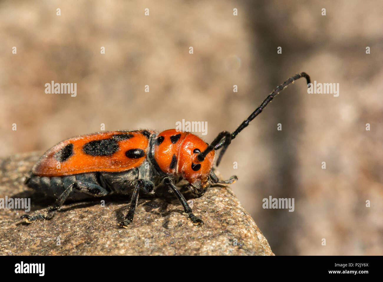Rote Seidenpflanze Käfer (Tetraopes tetrophthalmus) Stockfoto