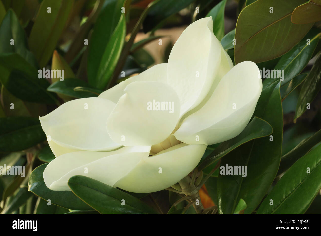 Der blühende Baum der Magnolia grandiflora, auch bekannt als die Südlichen Magnolia. Stockfoto