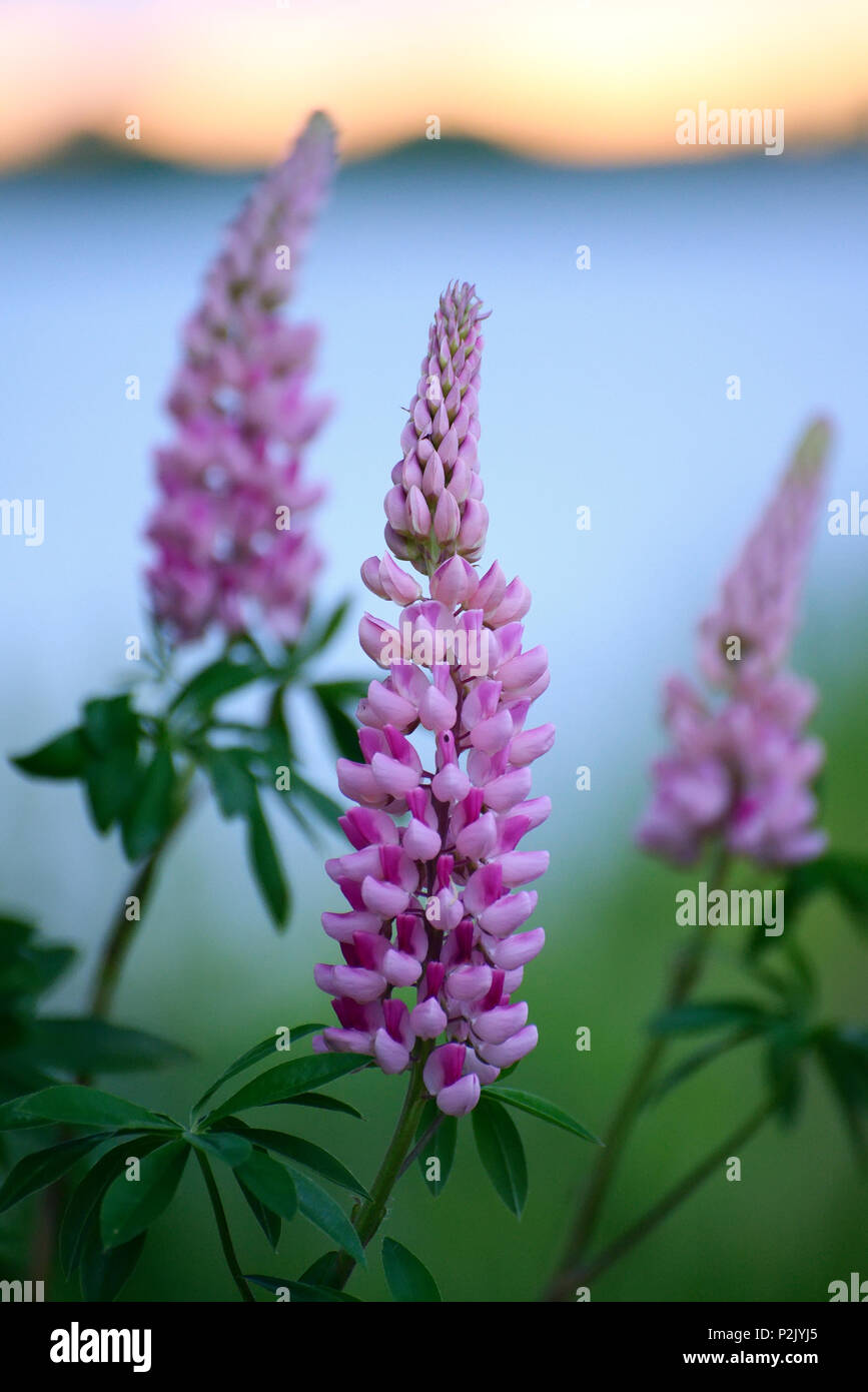 Rosa Lupinen in einem Nebel aus der Nähe Stockfoto