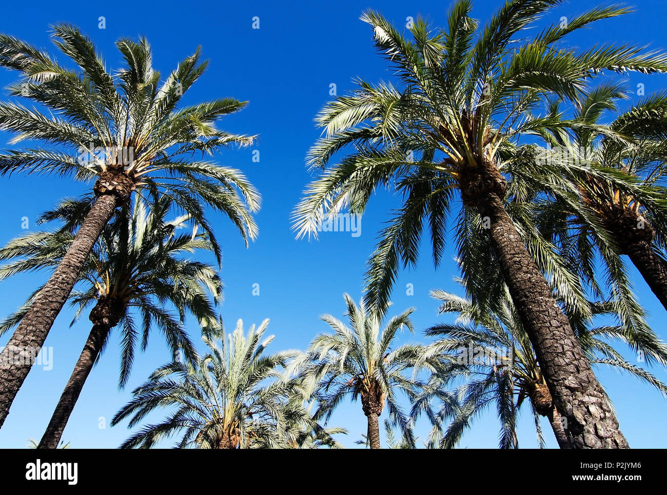 Palmen mit gefiederten Blätter gegen den blauen Himmel auf Mallorca, Spanien. Stockfoto