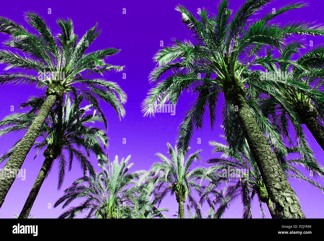 Palmen mit gefiederten Blätter gegen purple sky auf Mallorca, Spanien. Stockfoto