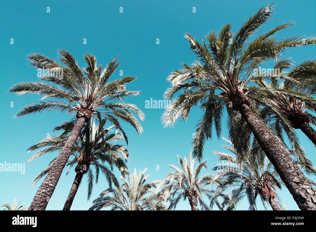 Palmen mit gefiederten Blätter gegen den blauen Himmel auf Mallorca, Spanien. Stockfoto