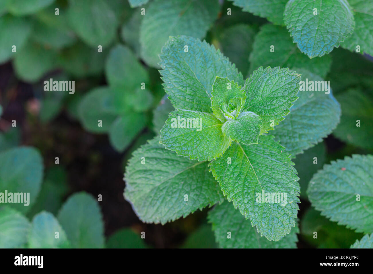 Frisch und grün mint Pflanzen in einem Garten in ländlicher Umgebung. Top Shot in den hellen Tag. Stockfoto