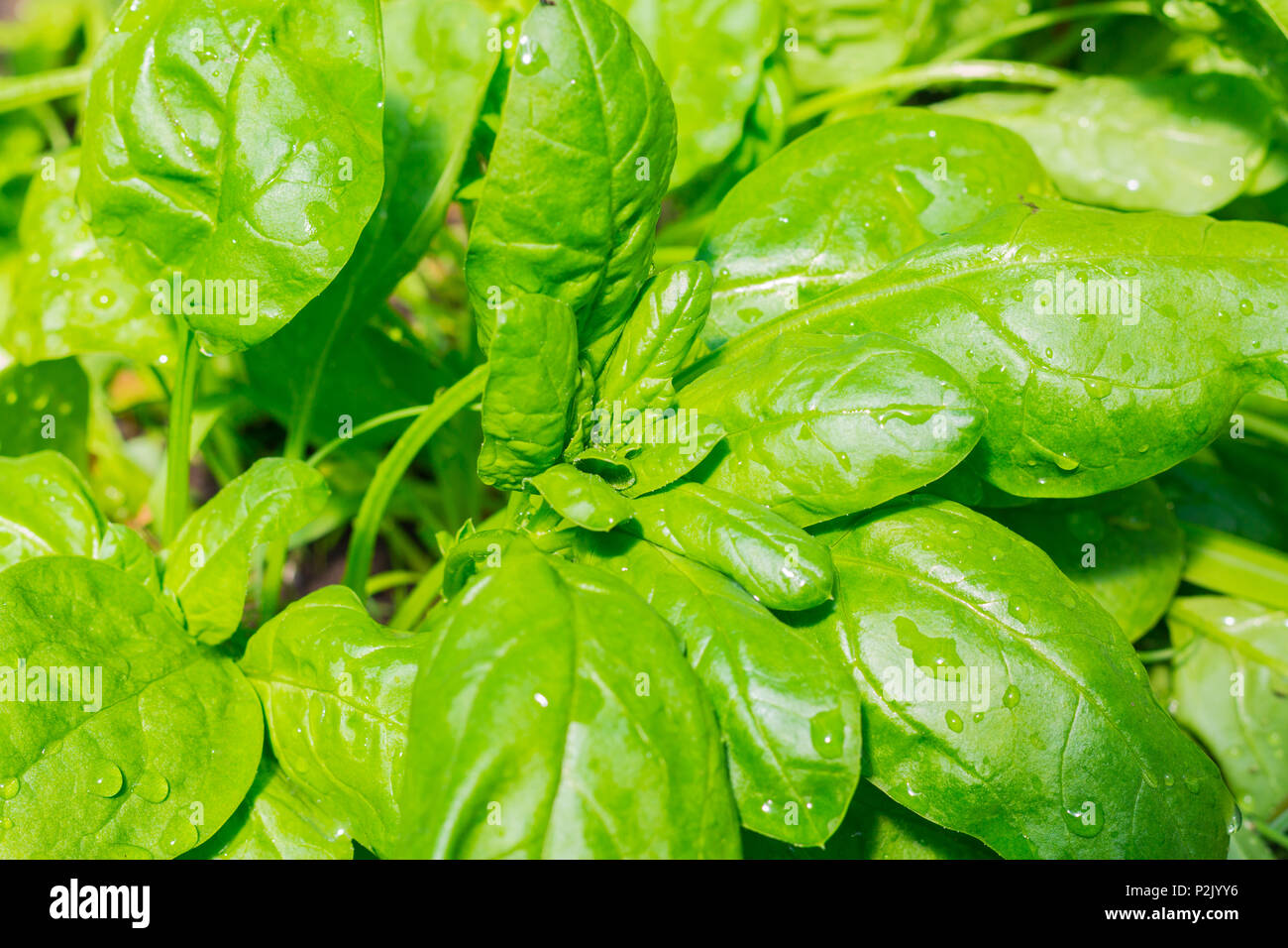 Grüne Spinatblätter wachsen im Gewächshaus mit Wassertropfen in einem hellen, sonnigen Tag Stockfoto