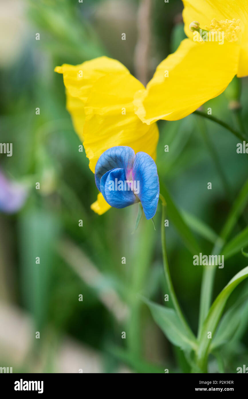 Lathyrus sativus var. Azureus. Platterbsen Erbse. Sweet Pea. Gras Erbse Blüte im Juni. Großbritannien Stockfoto