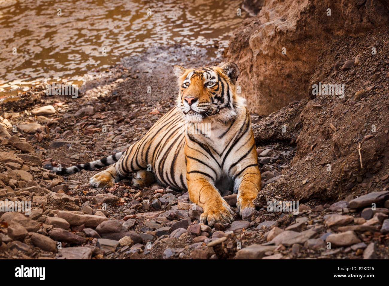 Männlichen sub-nach Bengal Tiger (Panthera tigris) in Ruhe suchen auf felsigen Boden von einem Wasserloch, Ranthambore Nationalpark, Rajasthan, Nordindien Stockfoto