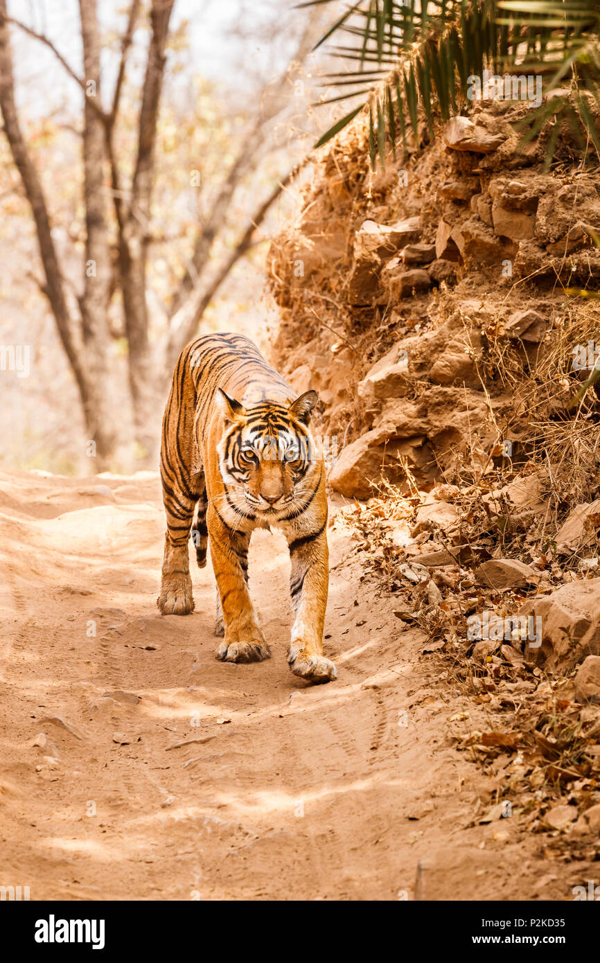 Weibliche Bengal Tiger (Panthera tigris), bedrohlichen Augenkontakt entlang einer Spur Ranthambore Nationalpark, Rajasthan, Nordindien Stockfoto