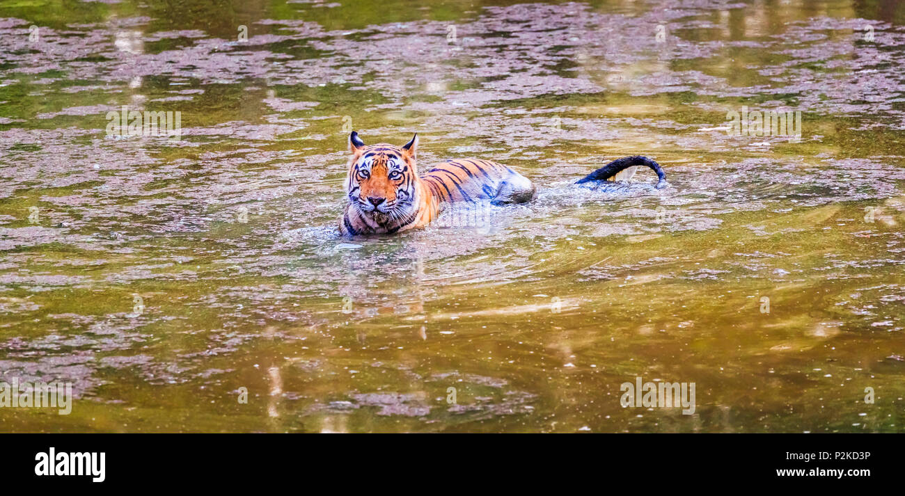 Männlich Bengal Tiger (Panthera tigris) ständige Kühlung in Wasser in einem Wasserloch eingetaucht, Ranthambore Nationalpark, Rajasthan, Nordindien Stockfoto