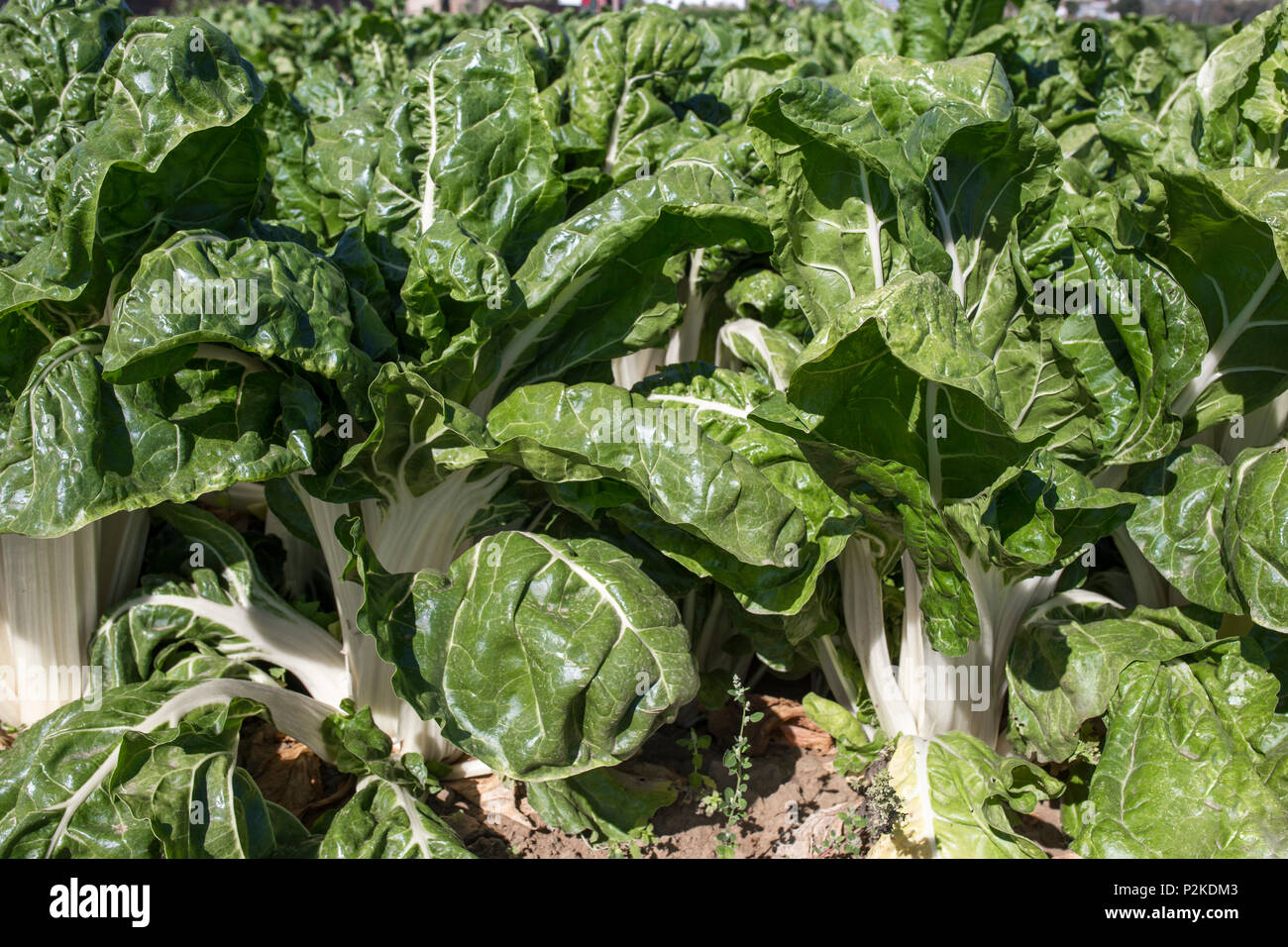 Herrliche Mangold Pflanzen an Organic Farm, Spanien. Low Angle View closeup Stockfoto