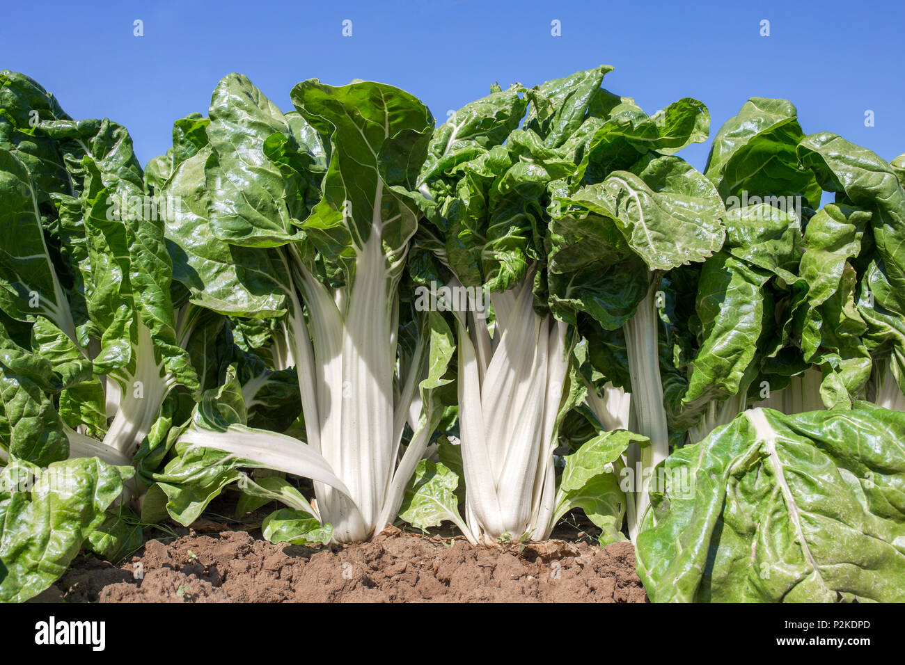 Herrliche Mangold Pflanzen an Organic Farm, Spanien. Low Angle View closeup Stockfoto