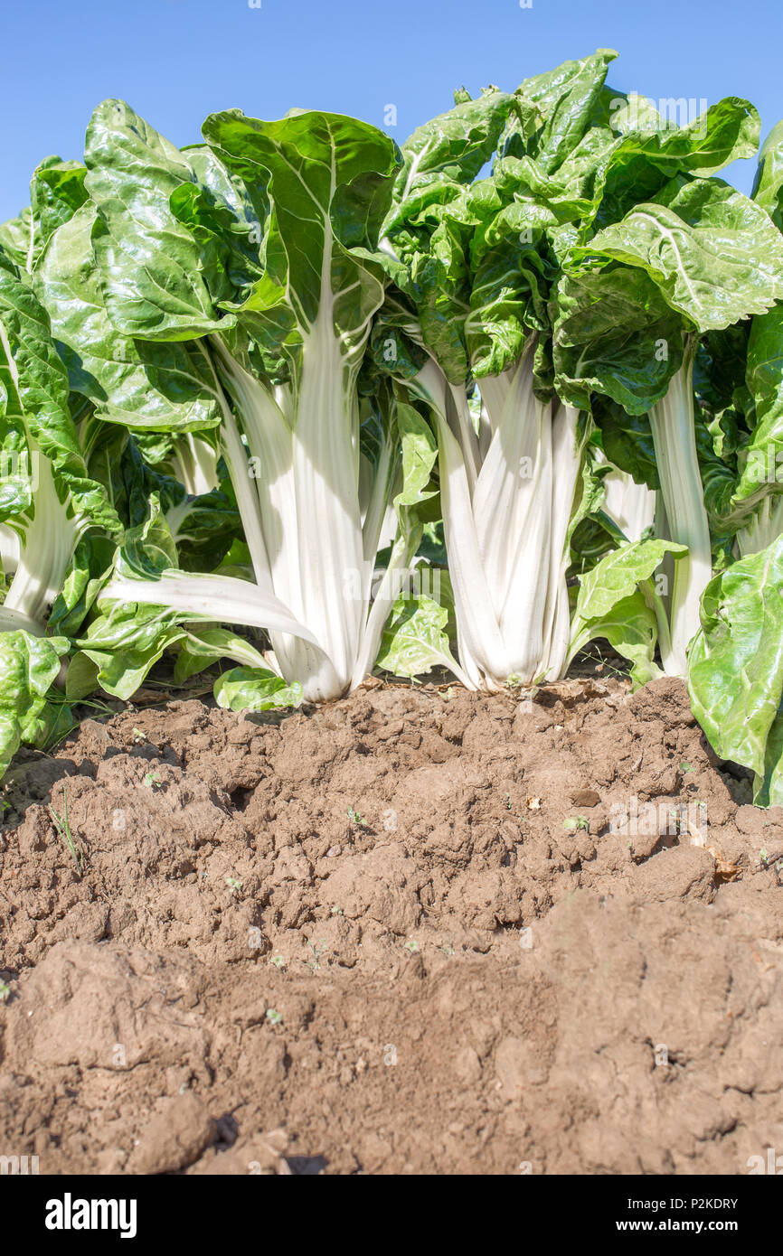 Herrliche Mangold Pflanzen an Organic Farm, Spanien. Low Angle View closeup Stockfoto