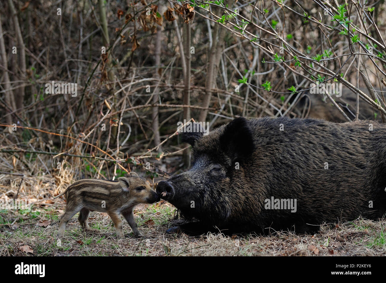 Wildschwein weiblich mit Ferkel im Wald, Frühling, (Sus scrofa  Stockfotografie - Alamy