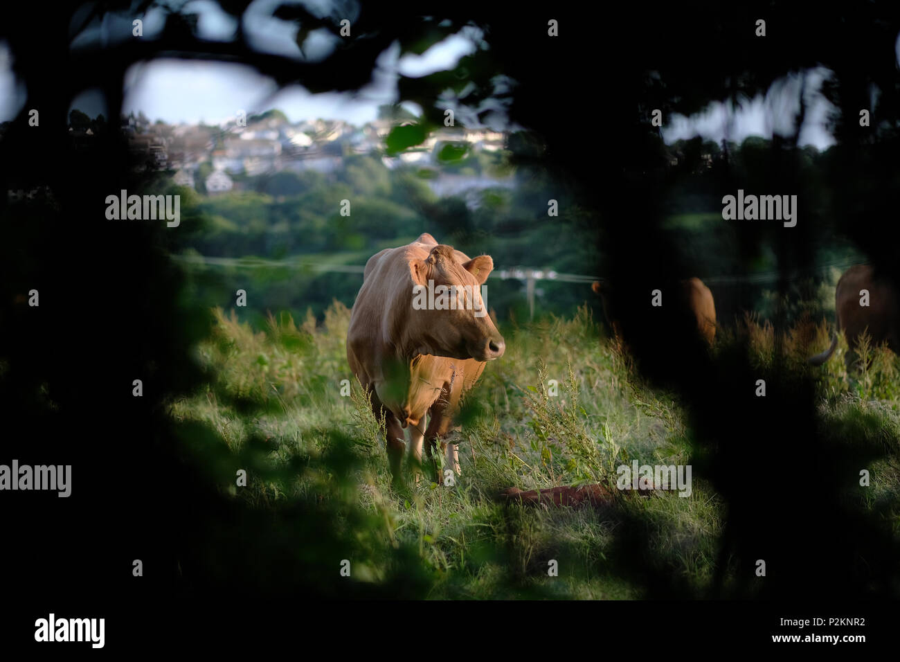 Fütterung Kühe in einem Feld in Cornwall. Stockfoto