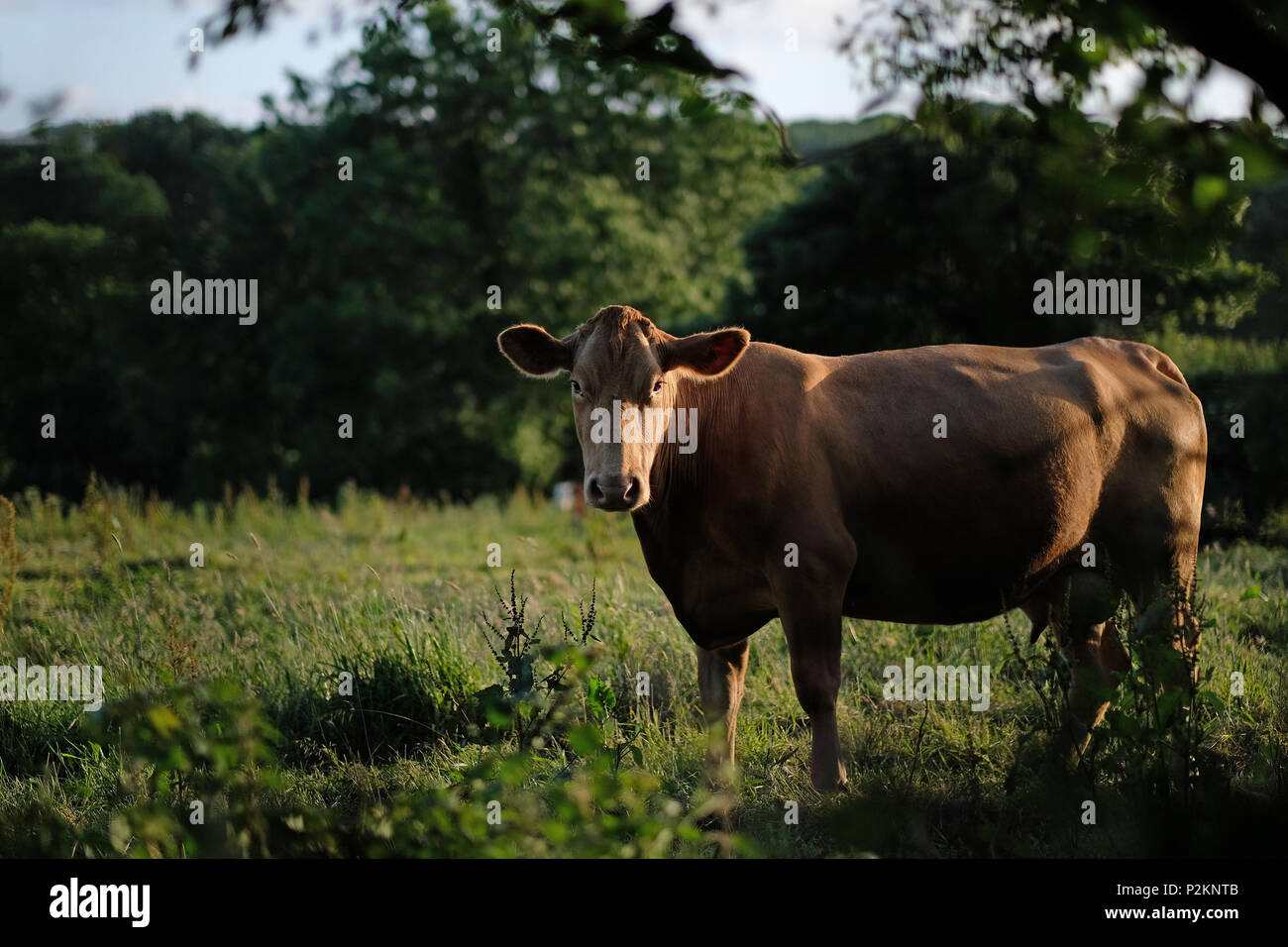 Fütterung Kühe in einem Feld in Cornwall. Stockfoto