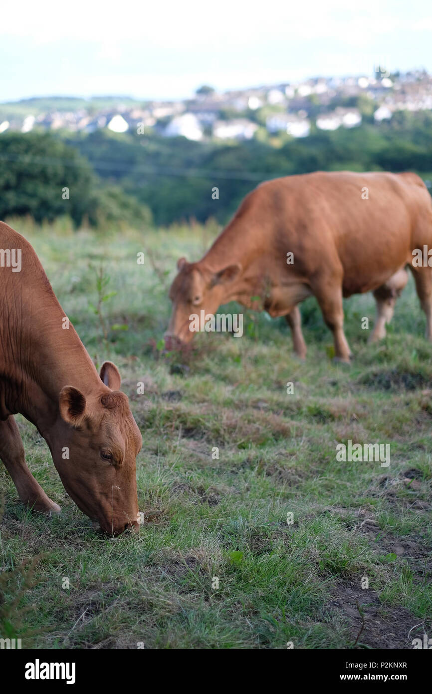 Fütterung Kühe in einem Feld in Cornwall. Stockfoto