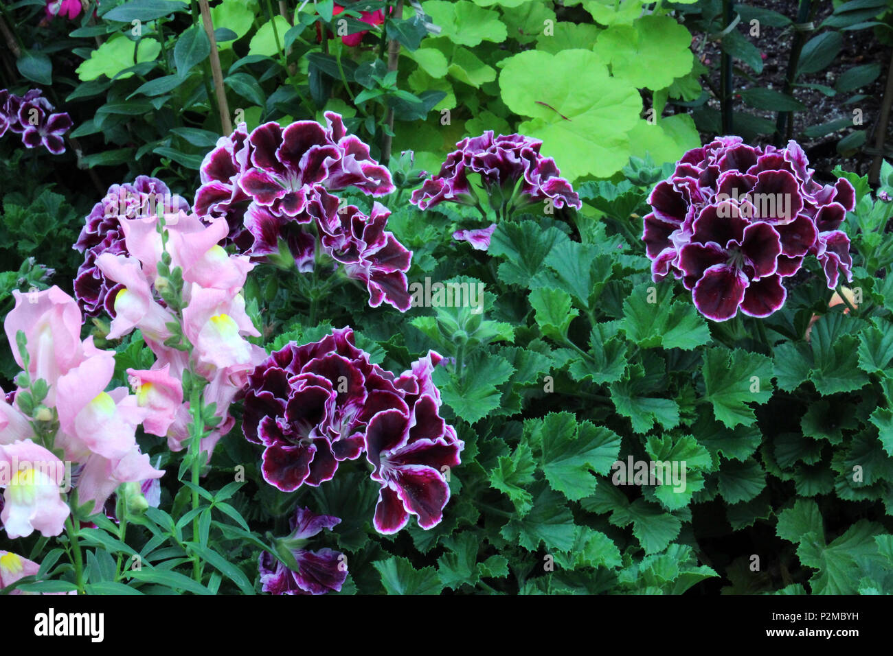 Ein Cluster von Rosa/rote und weisse Geranien und Hellrosa snapdragons blühen in ein Blumenbeet. Stockfoto