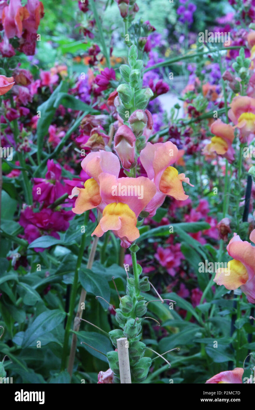 Pink, Gelb und Orange snapdragon Blumen wachsen inmitten der Berge Girlande in einem Garten im Frühling Stockfoto