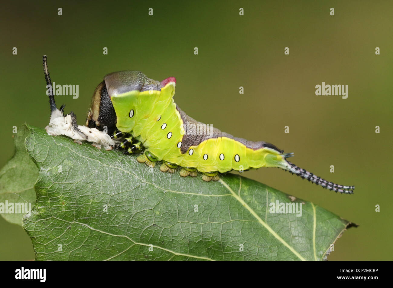 Eine Puss Moth Caterpillar (Cerura vinulais) ruht auf einem Aspen Tree Leaf (Populus tremula) in Wäldern, nachdem er seine Haut Schuppen. Stockfoto Eine Puss Moth Caterpillar (Cerura vinulais) ruht auf einem Aspen Tree Leaf (Populus tremula) in Wäldern, nachdem er seine Haut Schuppen. Stockfoto