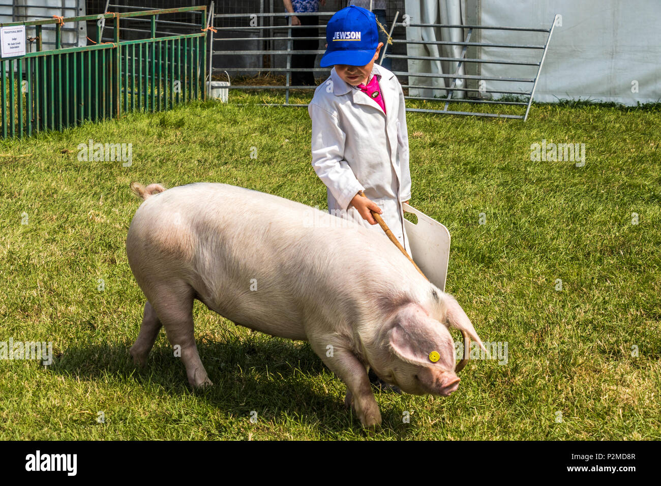 Teilnehmer und Richter mit Schweinen an der Königlichen Cheshire zeigen Tabley Showground Cheshire UK Stockfoto