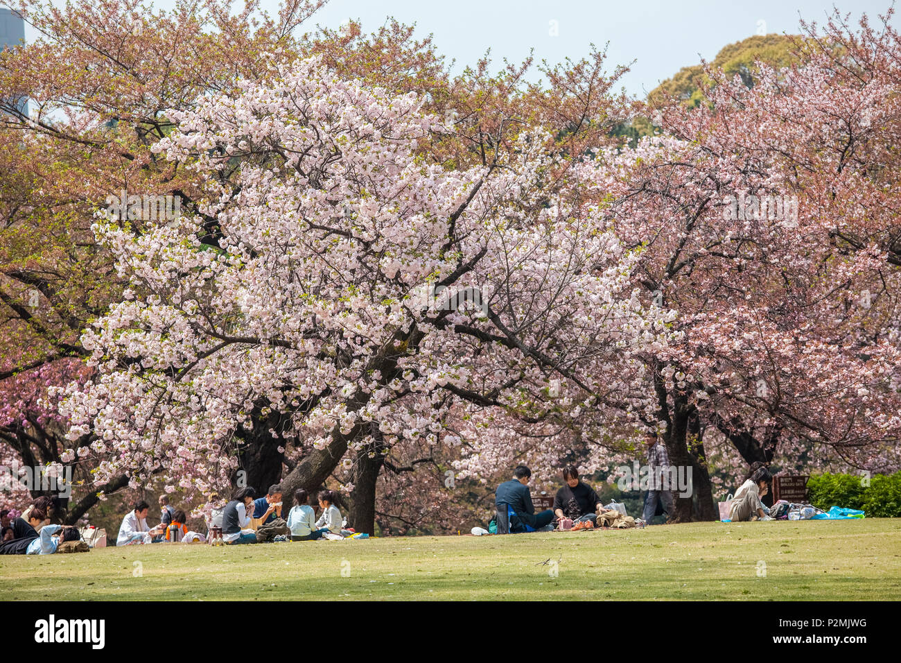 Japanische Familien essen während der Picknick am Kirschblüte in Shinjuku Gyoen, Shinjuku, Tokyo, Japan Stockfoto