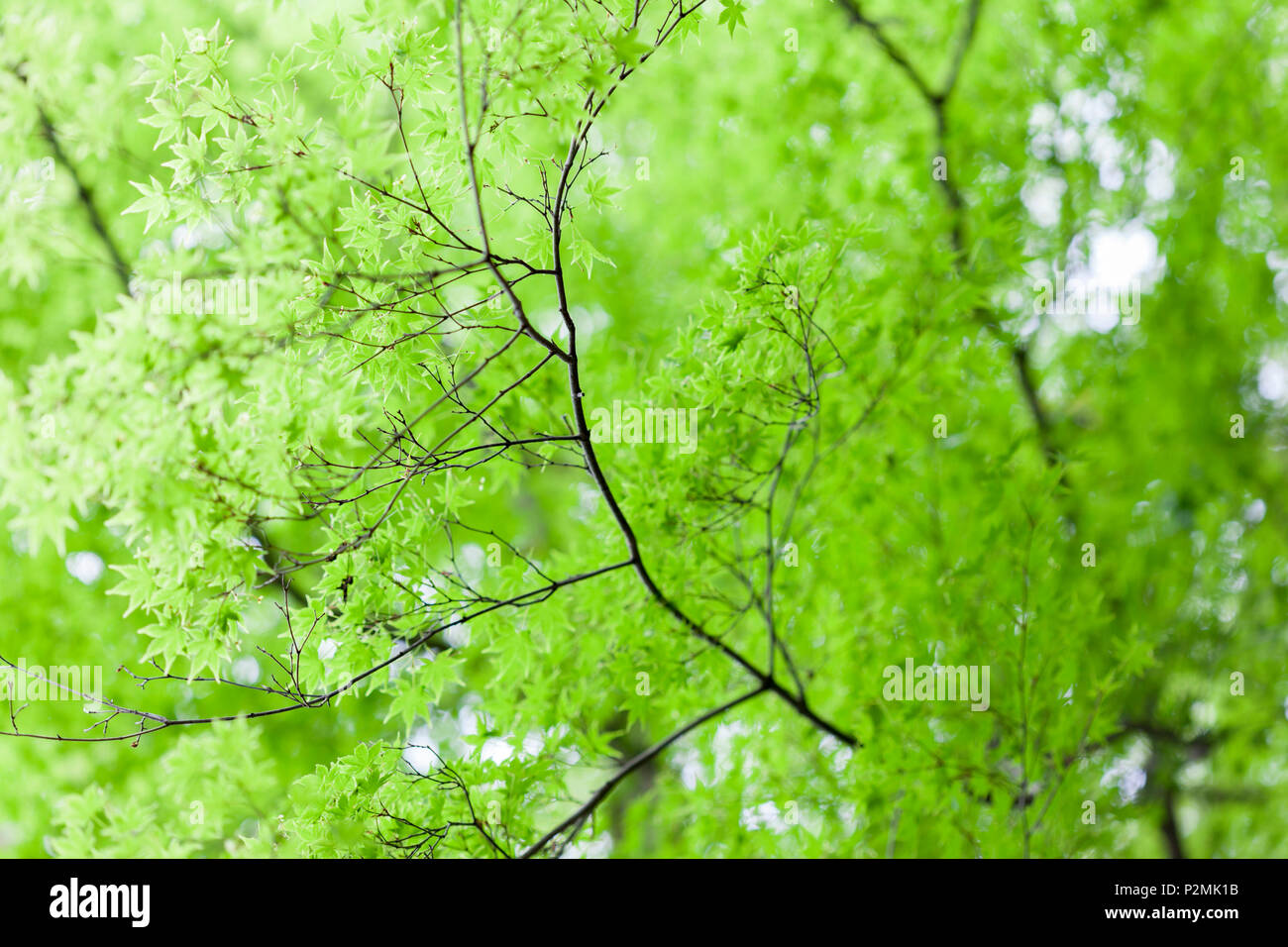 Helle grüne Blätter auf einem japanischen Ahorn. Stockfoto