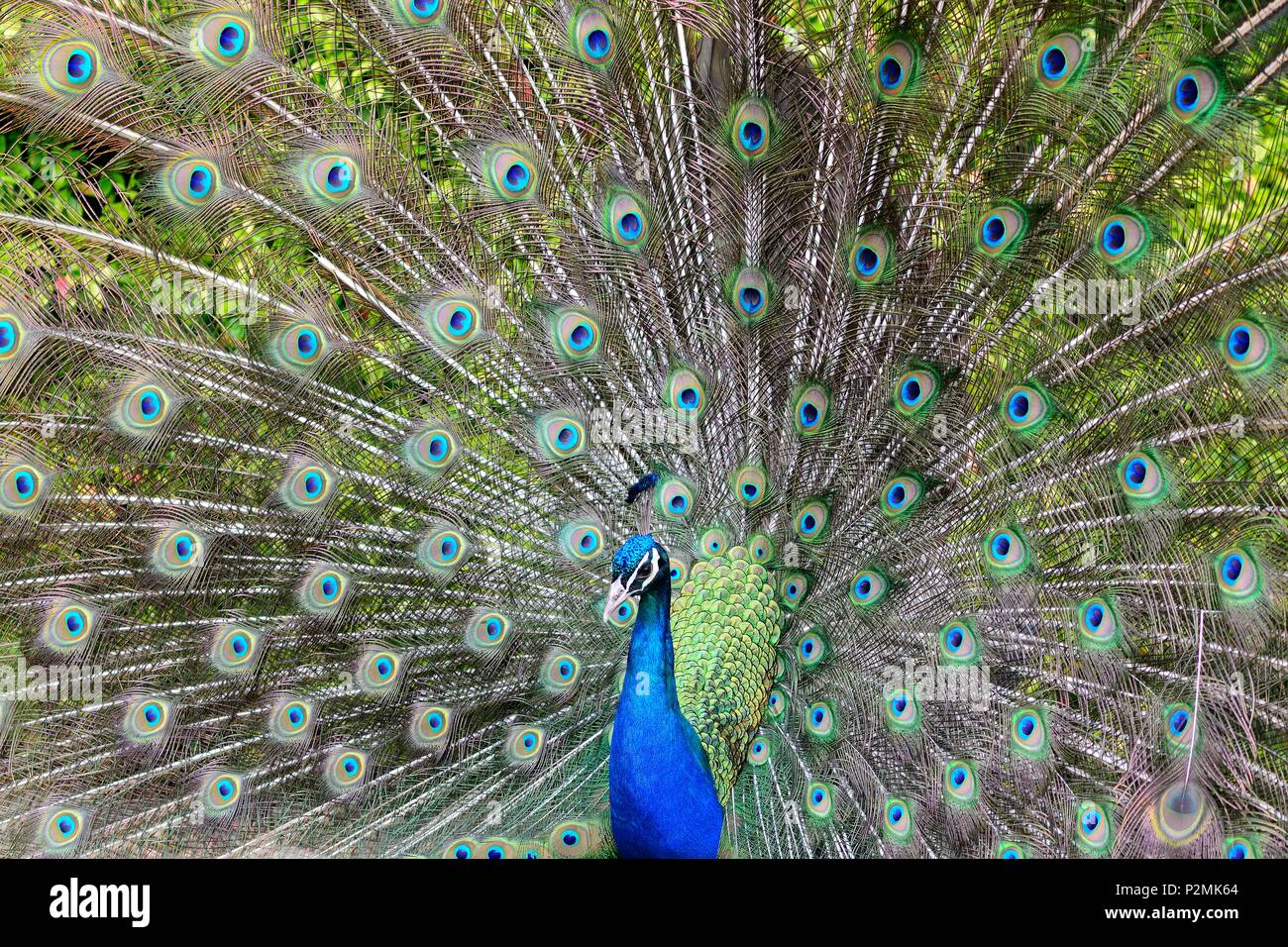 Porträt eines Pfau mit schwanzfedern Stockfoto