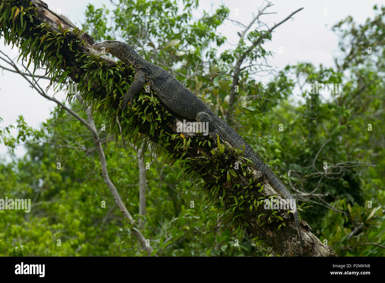 Waran in die Sundarbans, ein UNESCO-Weltkulturerbe und ein Naturschutzgebiet. Die größte littoral Mangrovenwald der Welt, es umfasst Stockfoto